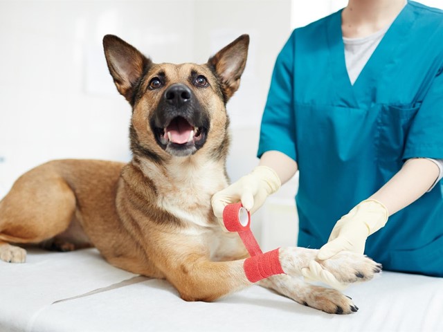 Especialistas en cirugía veterinaria en Ferrol