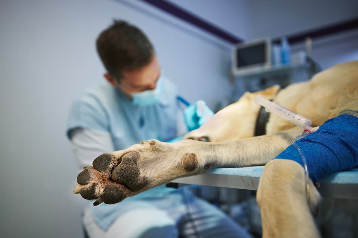 Cirugía veterinaria en Ferrol