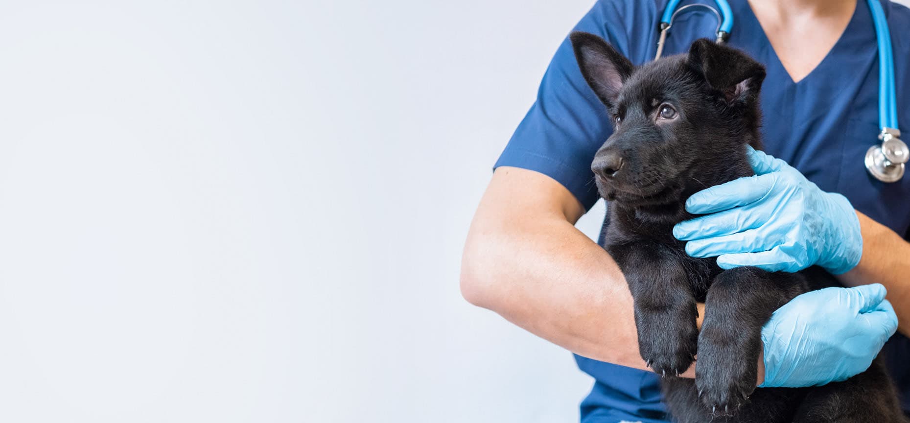 ¡Contacta con nuestros veterinarios en Ferrol!