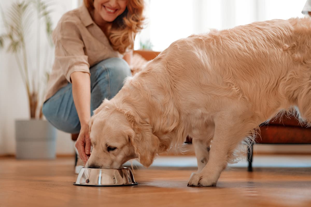 Descubre todo en lo que puede ayudar a tu mascota un cirujano veterinario