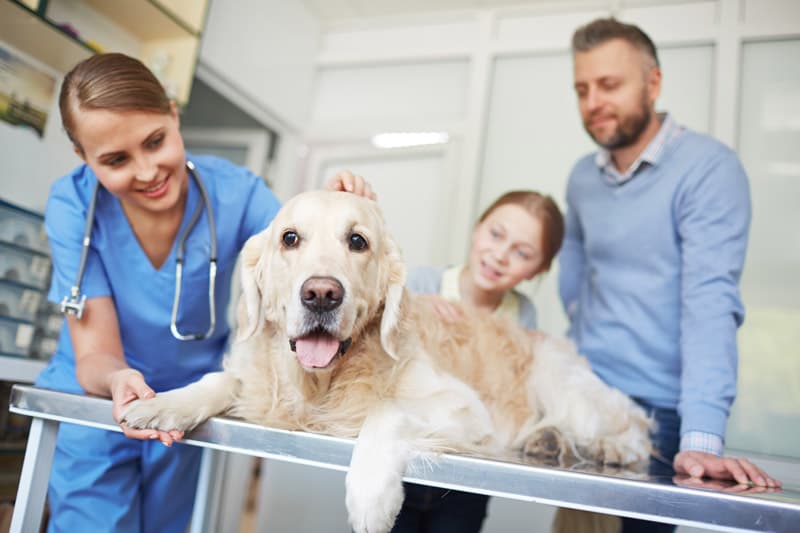 Emergencias veterinarias en Ferrol