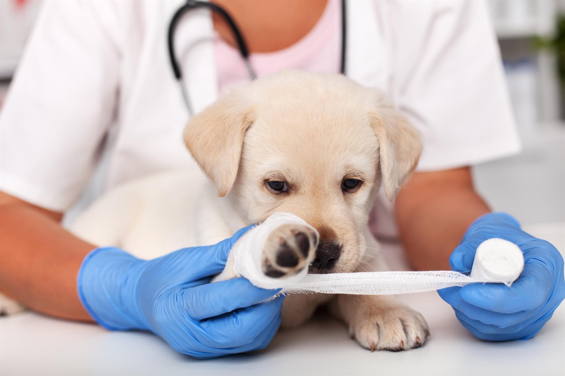 Especialistas en cirugía veterinaria en Ferrol