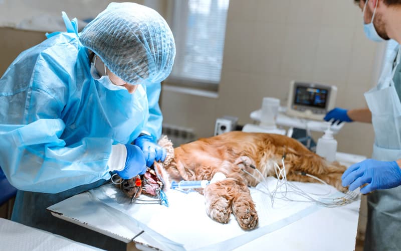 Centro veterinario en Ferrol