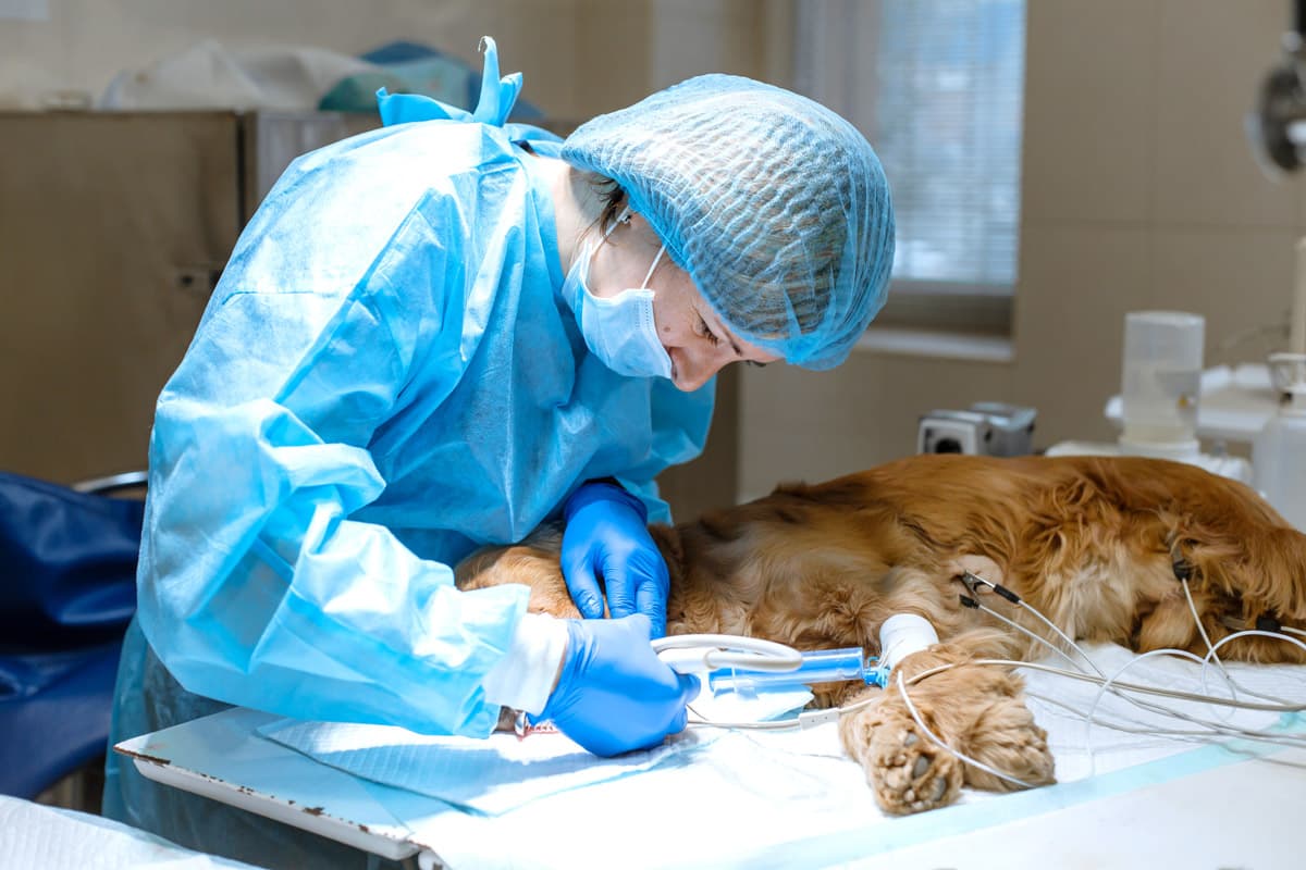 Esterilizar gata en Ferrol