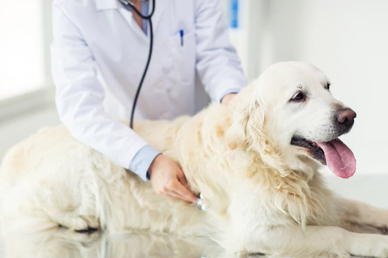 Clínica veterinaria en Ferrol