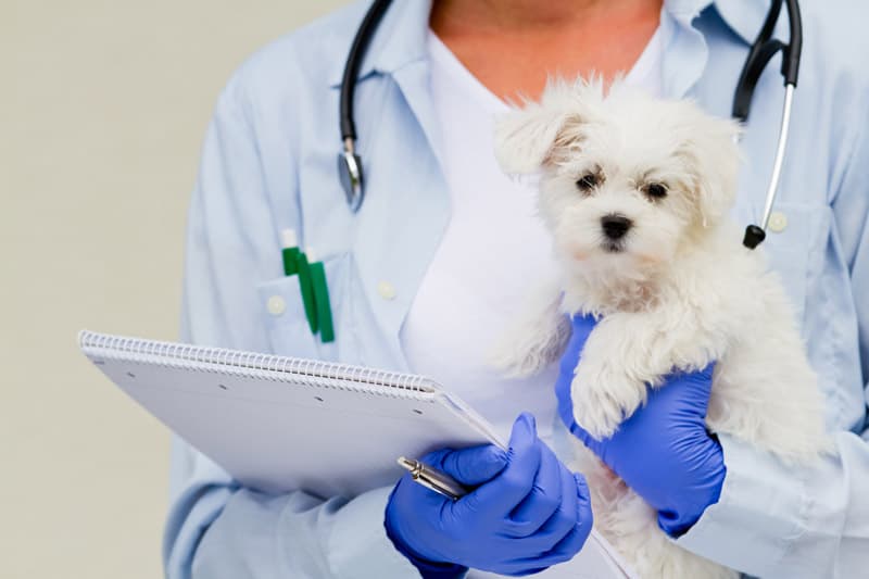 Clínica veterinaria en Ferrol