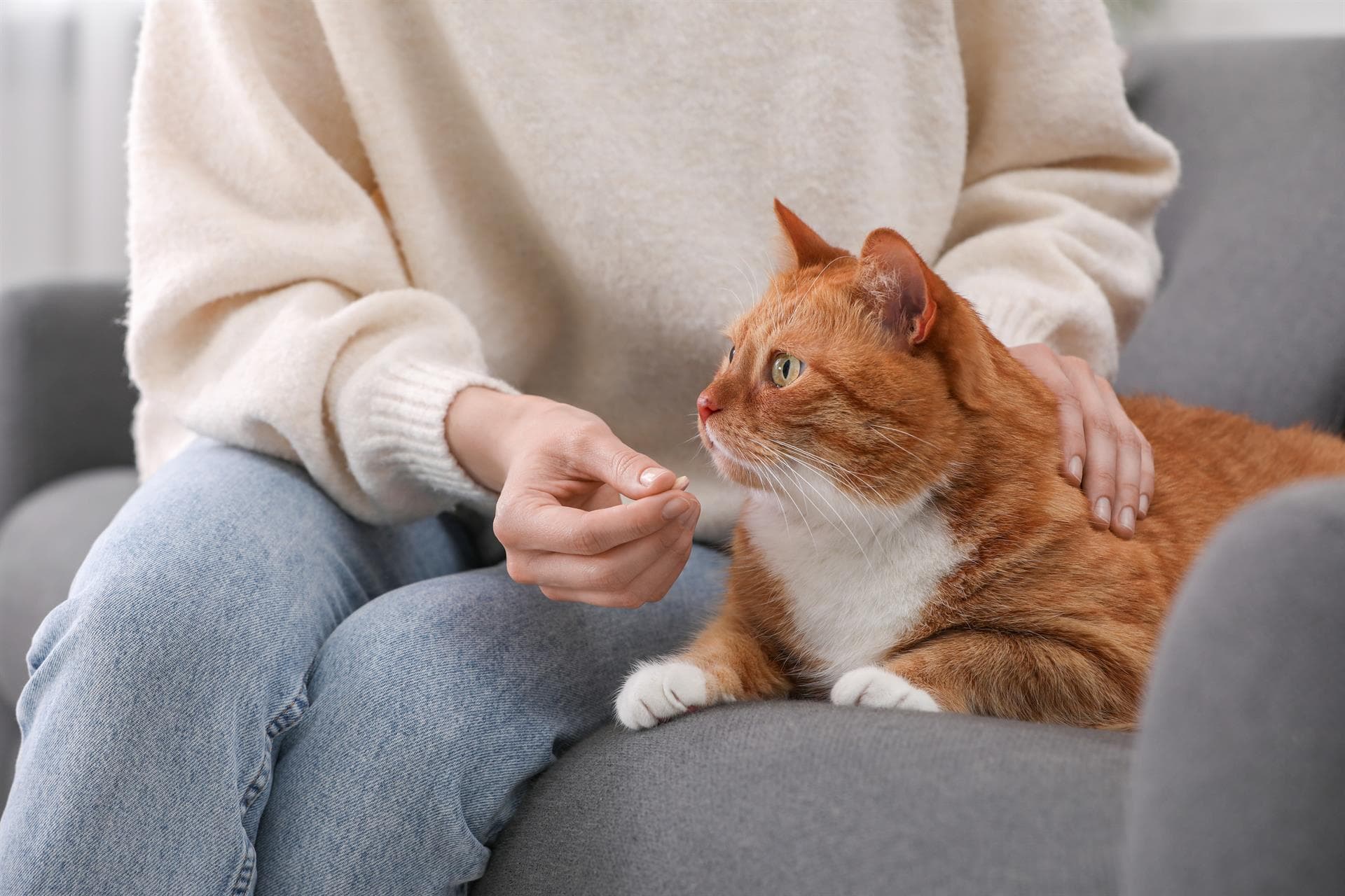 Servicios veterinarios a domicilio en Ferrol